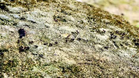 Termites-parade-on-the-forest-floor.