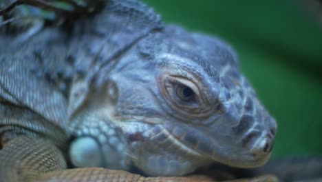 Green-iguana-in-terrarium-(Iguana-iguana)