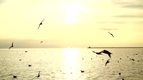 Gaviotas-sobre-el-mar.-Cámara-lenta.