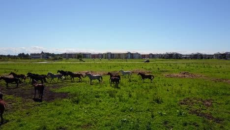 Aerial-view-of-the-beautiful-horses-in-the-field