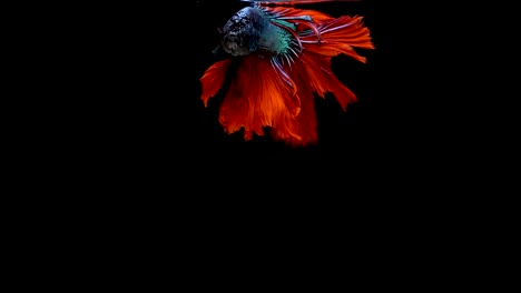 Super-Slow-Motion-der-pulsierenden-siamesische-Kampffische-(Betta-Splendens),-Name-bekannt-ist-Thai,-Plakat