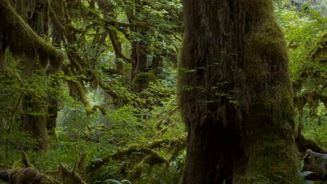 Gimbal-Clip-vorbei-an-einem-Baumstamm-bei-Hoh-Regenwald-im-olympic-np