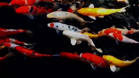 slow-motion-of-Koi-fish-swimming-in-the-aquarium,-Fancy-carp-fish,-Top-view