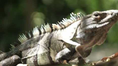 Set-of-clips-with-Iguana