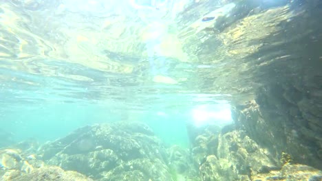 Underwater-sea-life-at-the-bottom-of-the-Atlantic-Ocean-off-the-coast-of-Brittany-in-France.