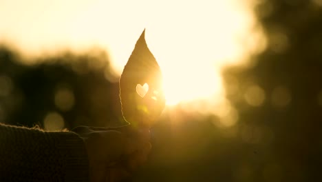 Hand-holding-autumn-leaf-with-heart-inside,-beautiful-golden-fall-season,-love