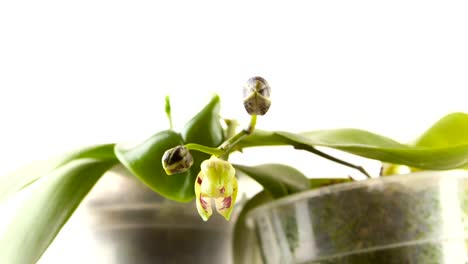 Beautiful-rare-orchid-in-pot-on-white-background