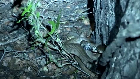 Sabana-de-África-salvaje-serpiente-árbol-Kenia