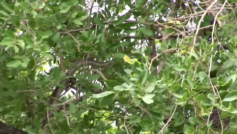 Sabana-de-África-salvaje-serpiente-árbol-Kenia