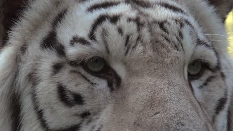 The-eyes-of-the-majestic-white-tiger