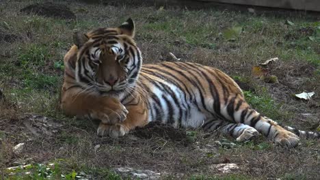 El-tigre-siberiano-está-descansando