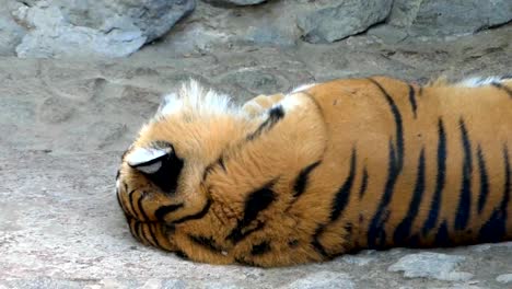 A-sleeping-striped-tiger--sleeps-in-a-rocky-cave-in-a-zoo-on-a-sunny-day