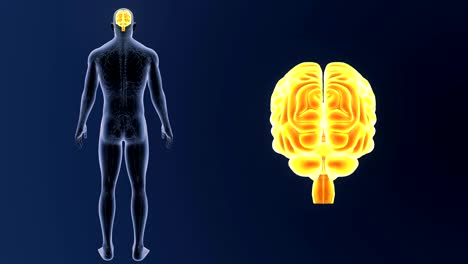 Human-Brain-zoom-with-Circulatory-system