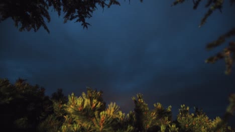 Timelapse-ändert-Tag-in-immergrünen-Bäume-Pinienwald,-Bewölkter-Himmel