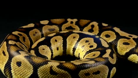 Rings-of-royal-python