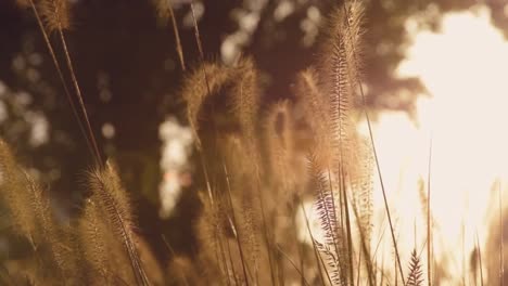 Grass-im-Wind-bewegen.