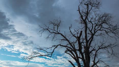 4K-Zeitraffer-Baum-Schatten-bewegen-und-die-untergehende-Sonne-hinter-einem-toten-Baum