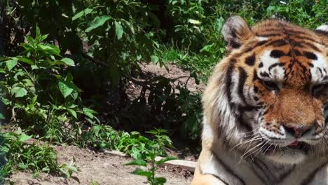 Tigres-en-bosque