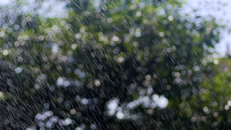 Drops-of-summer-rain-on-trees,-raindrops-fall-from-sky,-rain-through-sunshine