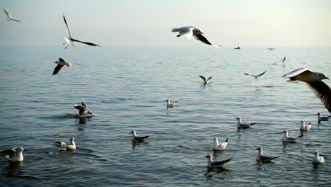 Seagulls-fly-over-the-sea.-Slow-Motion.