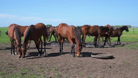 Caballos-comiendo-y-jugando-en-un-charco-de-agua-bajo-un-cielo-azul-en-un-día-soleado-en-verano-o-primavera