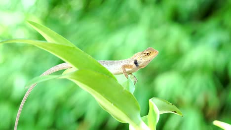 Chameleon-lizard-moving-big-eye-while-looking-around-and-moving-slowly-on-tree-branch,-green-nature-background