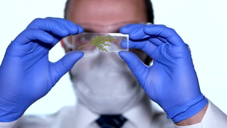 Biologist-examines-sample.-Science,-biology,-ecology.-Professional-scientist-wearing-protective-mask-working-with-herb-samples-in-his-laboratory.-Male-scientist-looking-at-plant-leaf-in-glass-slide.