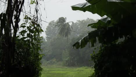 palm-tree-and-banana-trees-being-drenched-and-blowing-in-the-wind-of-a-tropical-rain-storm-in-Northern-Thailand,-Southeast-Asia,-during-monsoon-season