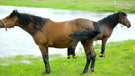 Horses-grazing-on-meadow-near-river