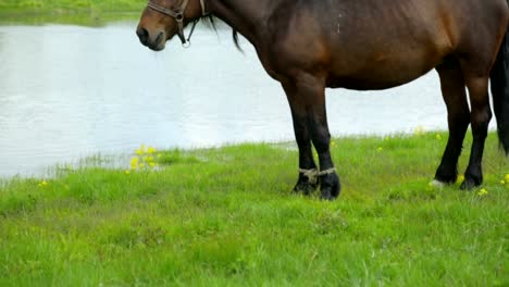 Caballo-pastando-en-un-prado-cerca-de-río