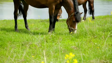 Horses-grazing-on-meadow-near-river