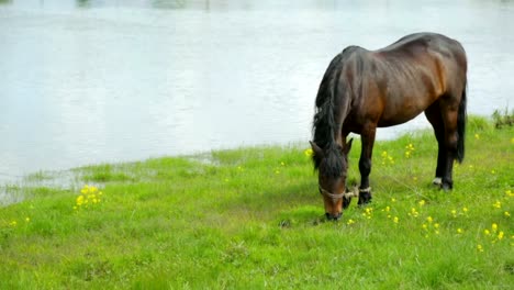 Caballo-pastando-en-un-prado-cerca-de-río