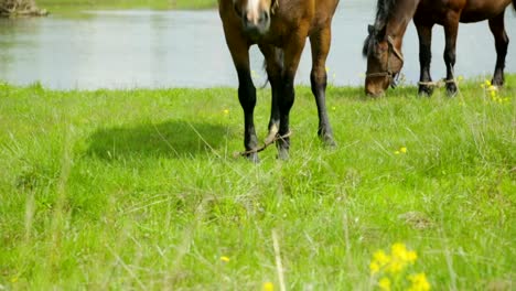 Caballos-pastando-en-el-Prado-cerca-de-río