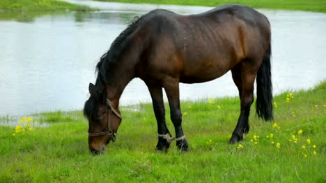 Caballo-pastando-en-un-prado-cerca-de-río