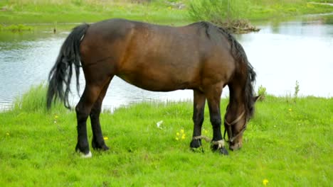 Caballo-pastando-en-un-prado-cerca-de-río