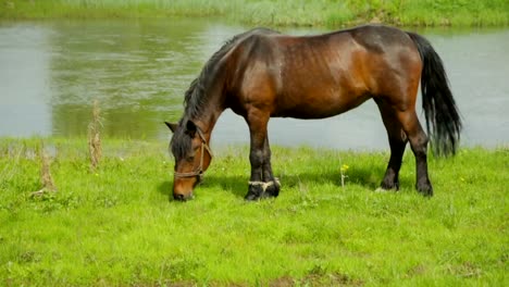 Pferde-grasen-auf-der-Wiese-in-der-Nähe-von-Fluss