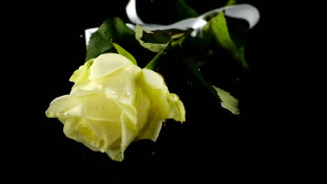 The-falling-rose-and-satin-ribbon-on-a-black-background.-Slow-motion.