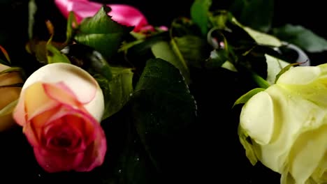 The-falling-rose-and-satin-ribbon-on-a-black-background.-Slow-motion.