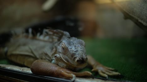 Grüner-Leguan-im-Terrarium-(Iguana-Iguana)