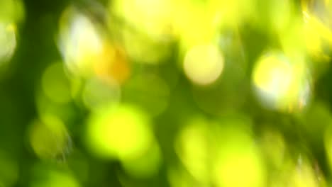 Blurred--bamboo--leaves-with-sunlight-in-Chiangmai-Thailand