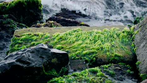 Las-olas-estrellan-en-las-rocas-cubiertas-de-musgo.-Cámara-lenta.