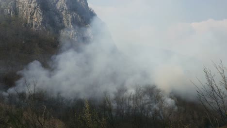 Aufnahmen-von-Wald-bedeckt,-in-dichten-Rauch