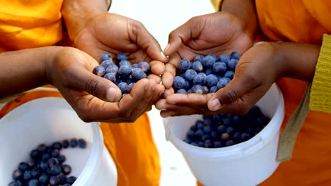 Workers-holding-blueberries-in-hand-4k