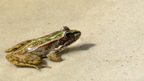 Grüner-Frosch-sitzt-an-einem-Flussufer-im-Wasser