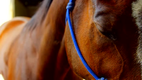 Caballo-en-el-establo-4k