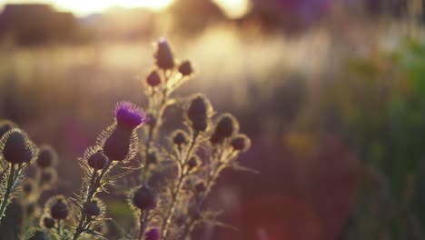 Purple-blooming-thistles-and-a-wild-meadow-at-sundown,-blurred-background