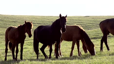 Manada-de-caballos-jóvenes-a-la-luz-del-sol