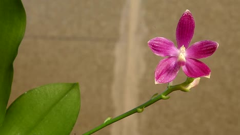 Beautiful-rare-orchid-in-pot-on-white-background