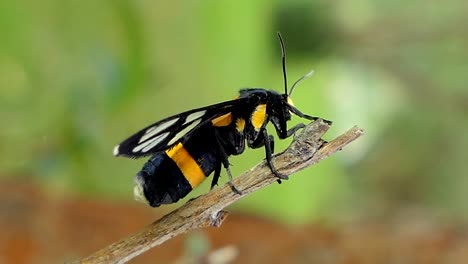 Tiger-grass-Borer-auf-Ast.