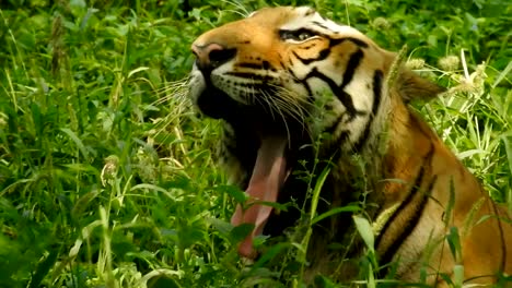 Tigre-de-Bengala-en-selva